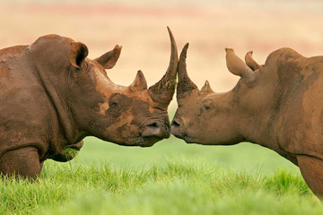 3 Days Tanzania Safari Arusha