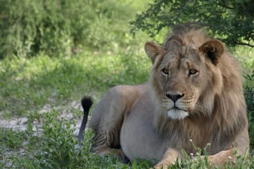 Mophane Trail Maun