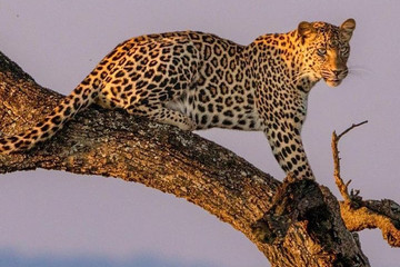 6 Day Tanzania Camping Safari Arusha