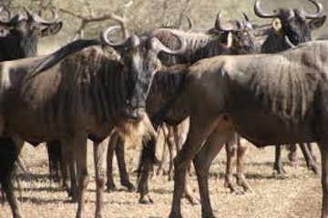  8 days tanzania serengeti wildebeest migration safari adventure Nairobi
