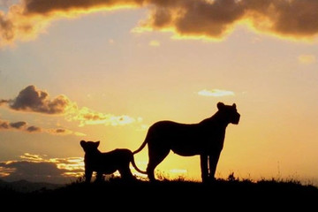 Tanzania classic bush safari adventure Arusha