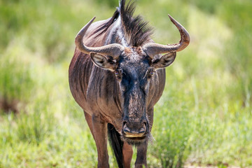 7 Days Tanzania Safari Arusha