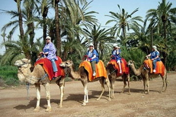 Dromadaires marrakech Marrakech
