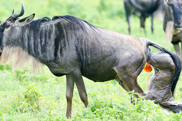 5 Days Ndutu Migration Safari – Calving Season 2026 Arusha