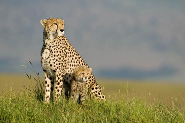  7 days andbeyond masai mara serengeti flying safari holiday package Nairobi