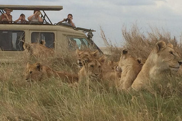 4 days safari tarangire national park, ngorongoro, serengeti national park Arusha