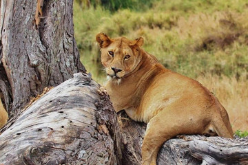 2 days northern tanzania safari Moshi