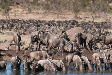 7 Day Great Migration Classic Tanzanian Safari Arusha