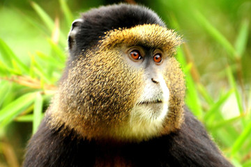 4 Days Mgahinga National Park & Lake Mburo National Park Kampala