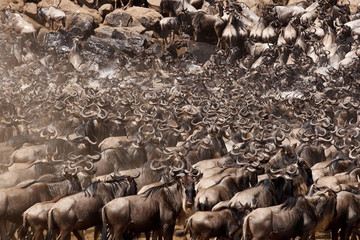 7 Day Northern Serengeti Wildebeest Migration Safari Arusha