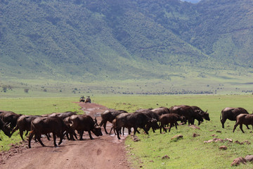 3 Day Safari To Ngorongoro Crater Arusha