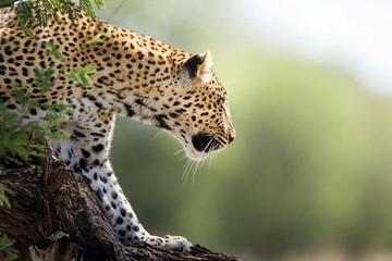 6 day tanzania wildlife safari and cultural tourism Arusha