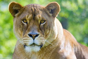 Best 3 Days Tanzania Budget Group Joining Safari - Burigi Chato Safaris Moshi