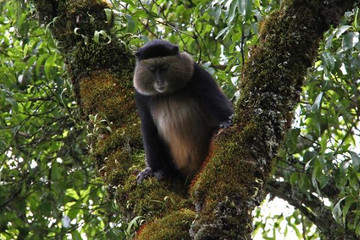 3 Days Golden Monkeys, Batwa Cultural Experience & Lake Bunyonyi Kampala