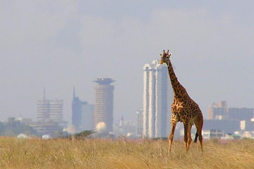 Nairobi national park game drive Nairobi