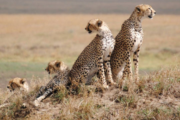 7 day serengeti wilderness lodge safari Arusha