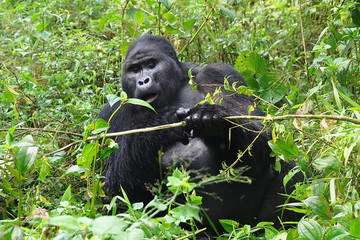 3 days uganda gorillas safaris Kampala