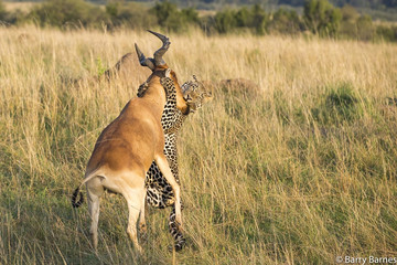 5 days lake nakuru and mara safari Nairobi