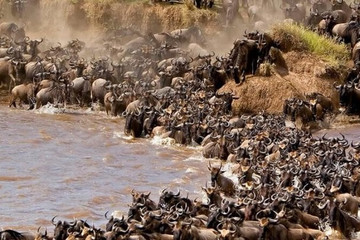 3 Days Masai Mara Safaris In Kenya - 2019 Tour Nairobi