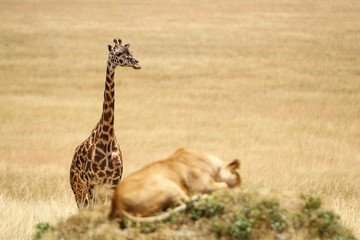 3 day tanzania camping safari Arusha