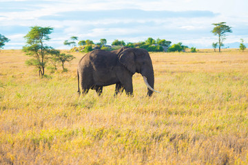 5 Days Tanzania Safari Moshi