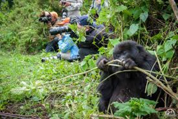3-day muzungu in the mist gorilla safari Kampala