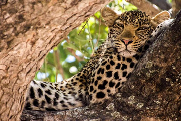 10 days kenya cultural wildlife safari Nairobi