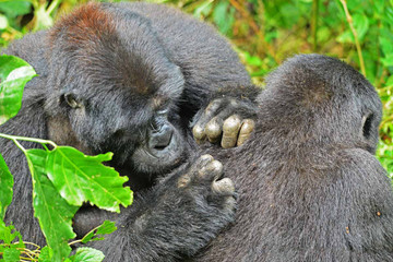 14 days gorillas, game and masai mara safari Kampala