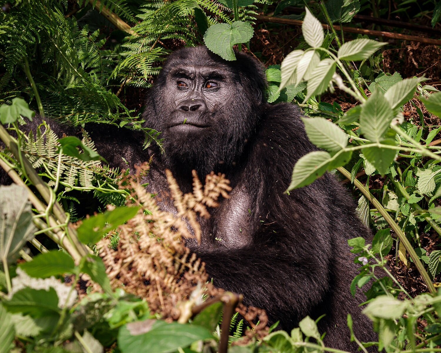 6 Days Uganda Gorillas And Wildlife Safari Kampala