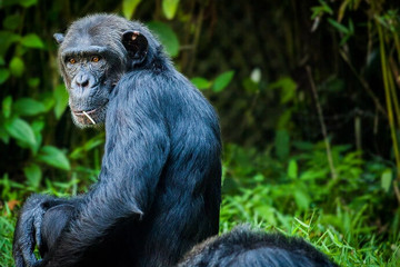 12 day tanzania southern parks safari Mwanza