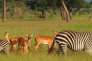 2 days mikumi national park Dar es Salaam
