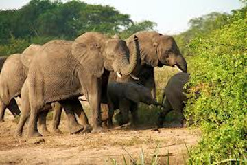 Kenya Twin Attractions Special Bush To Beach Safari Arusha