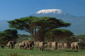 3 days amboseli, land of kilimanjaro classic safari Nairobi