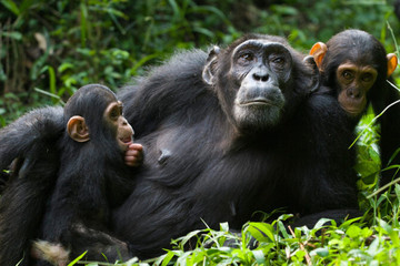 04 Day Primates To Predators: Kibale & Queen Elizabeth Safari Kampala