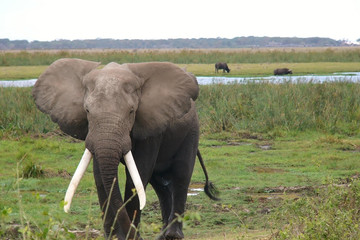 1-day Flying From Zanzibar To Mikumi Np Impressive Safari Tour Moshi