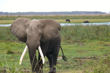 1-day flying from zanzibar to mikumi np impressive safari tour Moshi