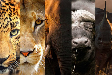 10-day Rwanda & Uganda Gorillas And African Big Five Tour Kampala