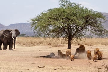 10-day Shared Serengeti-ngorongoro-tarangire & Manyara Arusha