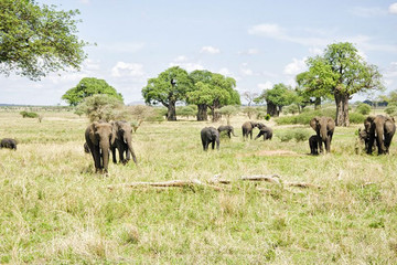 10 days Tanzania Safari Arusha