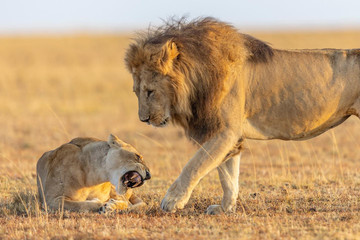 11 Day Serengeti Wildebeest Migration Safari Arusha