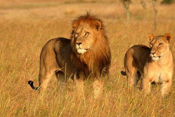 12 Day Tanzania Cultural Tourism And Game Drives Safari Arusha