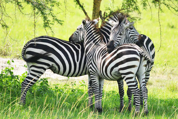 15 Days Uganda Wildlife And Activity Holiday Kampala