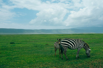 2- Day Fly-in Safari From Zanzibar Arusha
