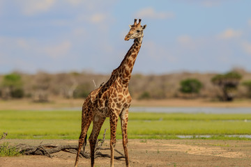 2-day Selous (nyerere National Park) Safari Package – Game Drives & Boat Safari Dar es Salaam