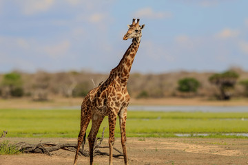 2-day selous (nyerere national park) safari package – game drives & boat safari Dar es Salaam