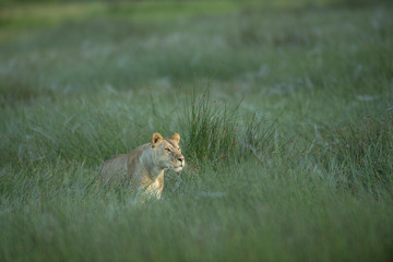 2-day Tarangire & Ngorongoro Safari From Zanzibar Arusha