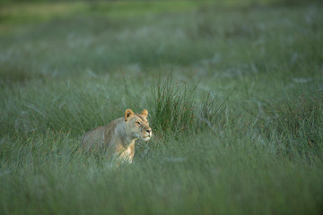 2-day tarangire & ngorongoro safari from zanzibar Arusha