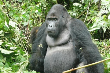 2 days uganda gorilla safari Kigali