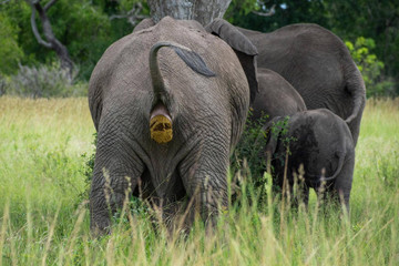 2day Mikumi Safari Offer Dar es Salaam