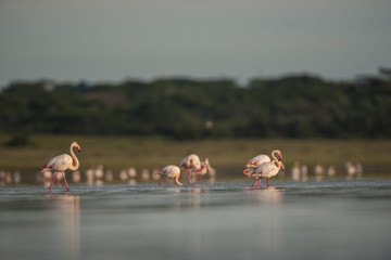3-day Classic Tanzania Safari: Tarangire & Ngorongoro Arusha